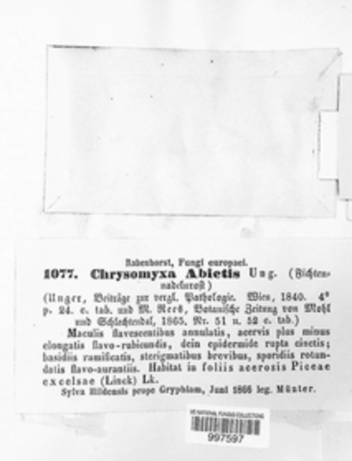 Chrysomyxa abietis image